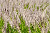 PENNISETUM SETACEUM