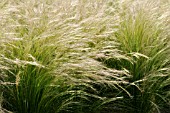 NASSELLA TENUISSIMA SYN. STIPA TENUISSIMA