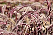 PENNISETUM SETACEUM RUBRUM