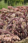 PENNISETUM SETACEUM RUBRUM