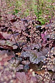 HEUCHERA MICRANTHA PALACE PURPLE