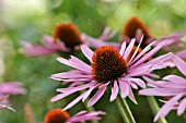ECHINACEA PURPUREA RUBINSTERN