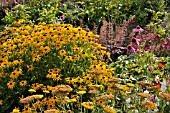 RUDBECKIA FULGIDA,  ACHILLEA, HEUCHERA, ECHINACEA