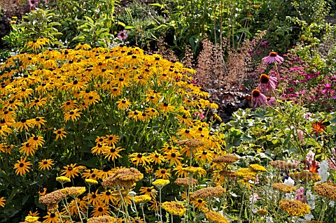 RUDBECKIA_FULGIDA__ACHILLEA_HEUCHERA_ECHINACEA