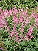 ASTILBE ARENDSII CATTLEYA