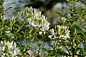 CLEOME SPINOSA HELEN CAMPBELL,