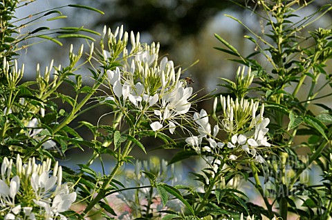 CLEOME_SPINOSA_HELEN_CAMPBELL