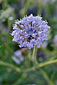 TRACHYMENE COERULEA SYN. DIDISCUS CAERULEUS