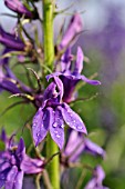 LOBELIA X SPECIOSA FAN BLUE