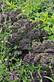 BRASSICA OLERACEA VAR. ACEPHALA REDBOR, FLOWERING CABBAGE