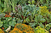 BETA VULGARIS VAR. CICLA, MANGOLD, TAGETES, MARIGOLD