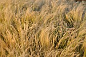 NASSELLA TENUISSIMA SYN. STIPA TENUISSIMA