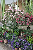 NERIUM OLEANDER, OLEANDER, FUCHSIA, FUCHSIAS, HELIOTROPIUM, HELIOTROPES