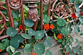 TROPAEOLUM MAJUS, NASTURTIUM