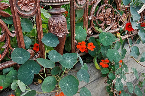 TROPAEOLUM_MAJUS_NASTURTIUM