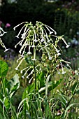 NICOTIANA SYLVESTRIS