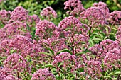 EUPATORIUM PURPUREUM GLUTBALL