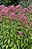 EUPATORIUM PURPUREUM GLUTBALL