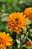 HELIOPSIS HELIANTHOIDES VAR. SCABRA ASAHI