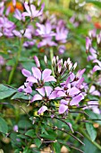 CLEOME SPINOSA SENORITA ROSALITA