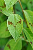 PERSICARIA FILIFORMIS LANCE CORPORAL SYN. POLYGONUM FILIFORME LANCE CORPORAL