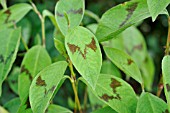 PERSICARIA FILIFORMIS LANCE CORPORAL SYN. POLYGONUM FILIFORME LANCE CORPORAL