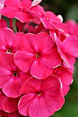 PHLOX PANICULATA TENOR