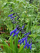 SALVIA GUARANTICA, SAGE