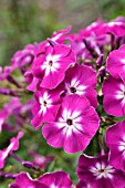 PHLOX PANICULATA WENN SCHON DENN SCHON