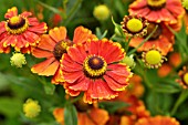 HELENIUM JULISAMT