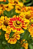 HELENIUM FEUERSIEGEL