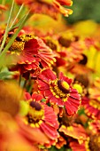 HELENIUM KOENIGSTIGER