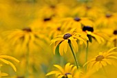 RUDBECKIA FULGIDA VAR. DEAMII