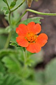 GEUM COCCINEUM BORISII