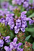 BRUNELLA GRANDIFLORA FREELANDER
