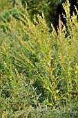 ARTEMISIA DRACUNCULUS