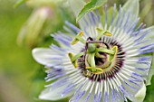 PASSIFLORA CAERULEA