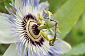 PASSIFLORA CAERULEA