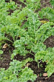 BRASSICA OLERACEA VAR. SABELLICA, GREEN CABBAGE