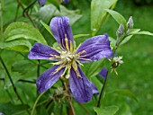 CLEMATIS INTEGRIFOLIA JUULI