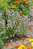 ORIGANUM VULGARE, OREGANO, TAGETES, MARIGOLDS