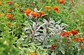 SALVIA OFFICINALIS TRICOLOR TAGETES, MARIGOLDS