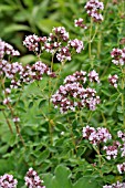 ORIGANUM VULGARE, OREGANO