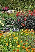 DAHLIA, DAHLIAS, CALENDULA OFFICINALIS, POT MARIGOLDS, TAGETES, MARIGOLDS