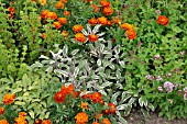 SALVIA OFFICINALIS TRICOLOR, COMMON SAGE, TAGETES, MARIGOLDS, ORIGANUM VULGARE, OREGANO