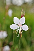 GAURA LINDHEIMERI