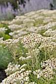 ANAPHALIS MARGARITACEAE, PEARLY EVERLASTING