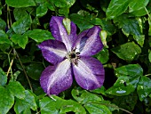 CLEMATIS VITICELLA VENOSA VIOLACEA, ITALIAN CLEMATIS