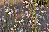 GAURA LINDHEIMERI