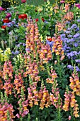 ANTIRRHINUM MAJUS, AGERATUM HOUSTONIANUM, ZINNIA